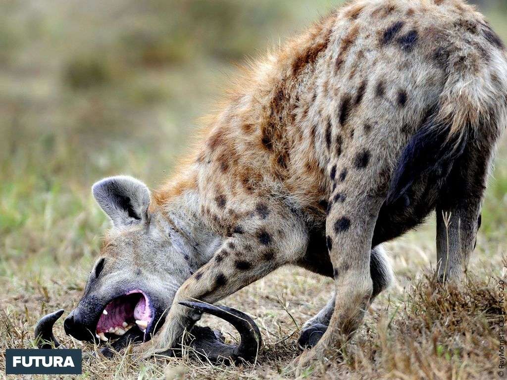 La puissance de leurs mâchoires leur permettent de broyer les os des animaux qu’elles dévorent et de les avaler avec le reste de la carcasse. C'est à ce jour c’est le seul animal répertorié capable de broyer un fémur d'éléphant.