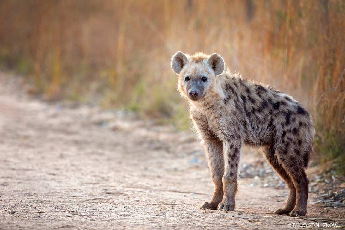 Les hyènes, lorsqu'elles sont en grand nombres, n'ont pas d'adversaire particulier. Ce qui fait d'elles l'un des plus puissants prédateurs de la savane. La hyène tachetée est dans sa catégorie la plus imposante et la plus puissante.