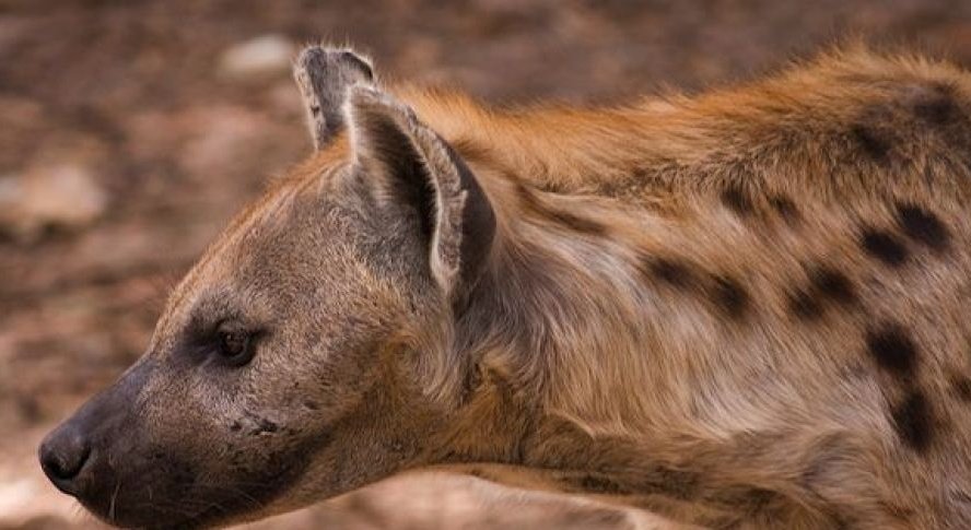 Les hyènes, lorsqu'elles sont en grand nombres, n'ont pas d'adversaire particulier. Ce qui fait d'elles l'un des plus puissants prédateurs de la savane. La hyène tachetée est dans sa catégorie la plus imposante et la plus puissante.