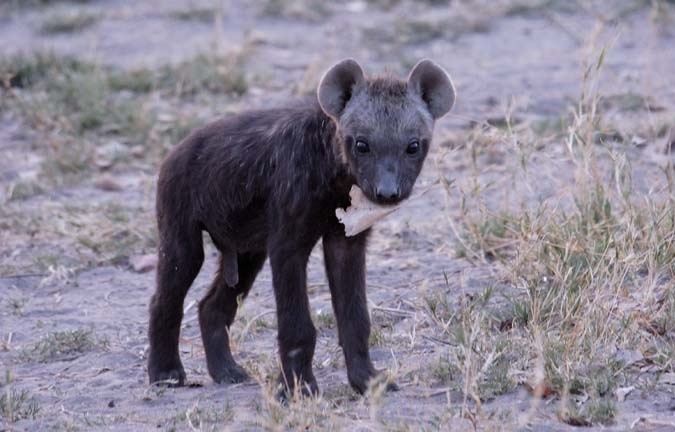 Bon je fini sur quelques images de bébés hyènes de différentes espèces, en espérant vous avoir appris quelques petites choses 