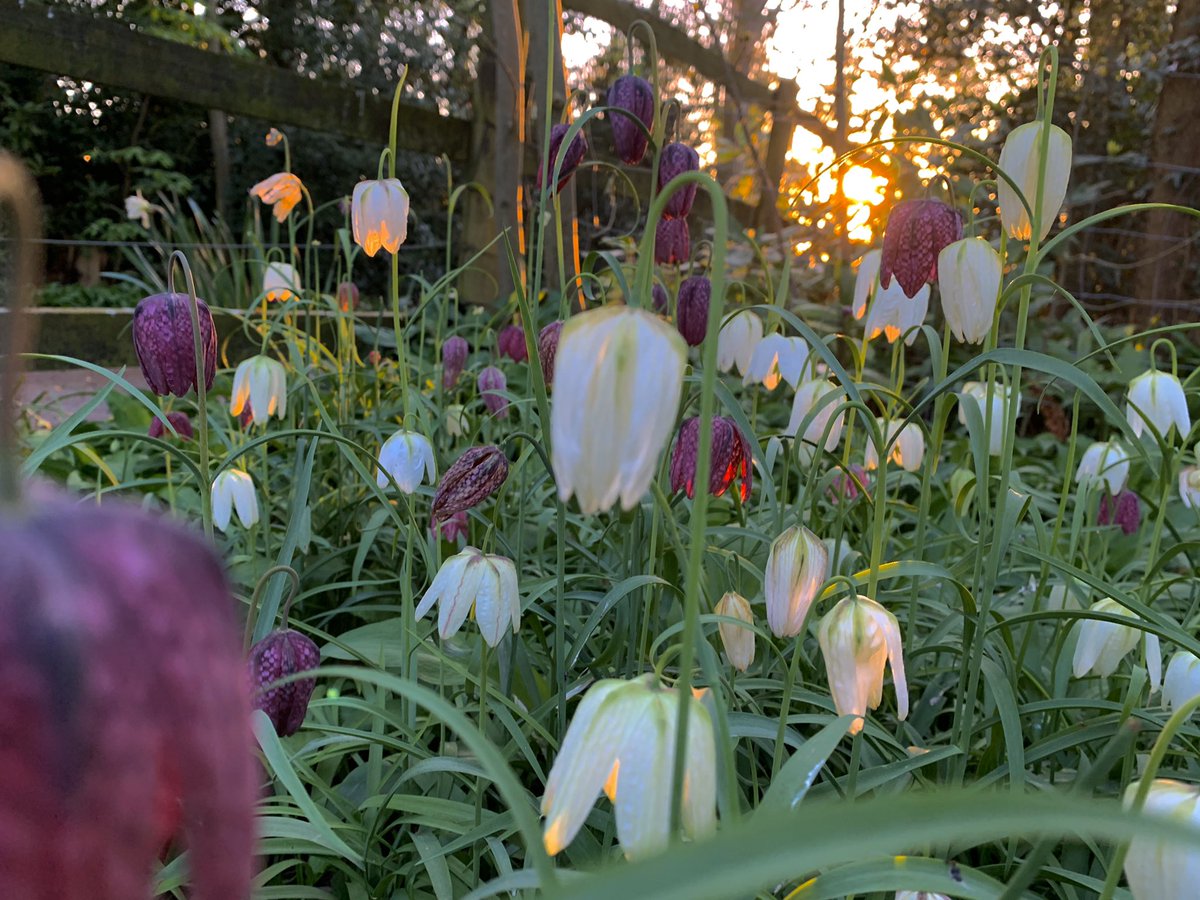 The fritillaries this morning reminded me of lit lanterns.