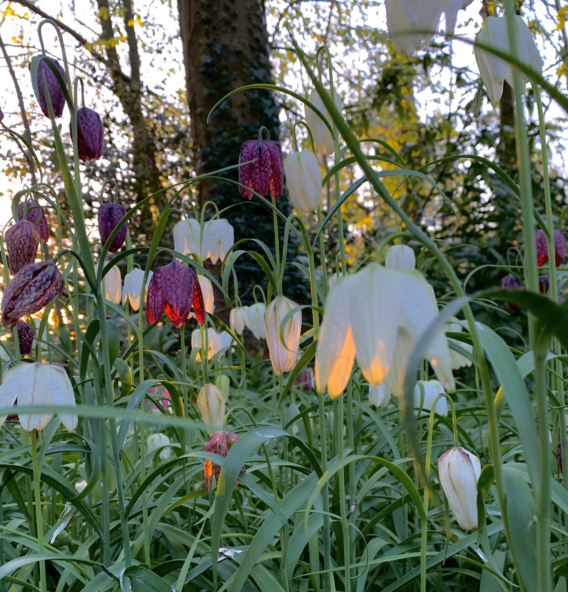 WaltzGarden's tweet photo. The fritillaries this morning reminded me of lit lanterns. https://t.co/G2gao27OcI