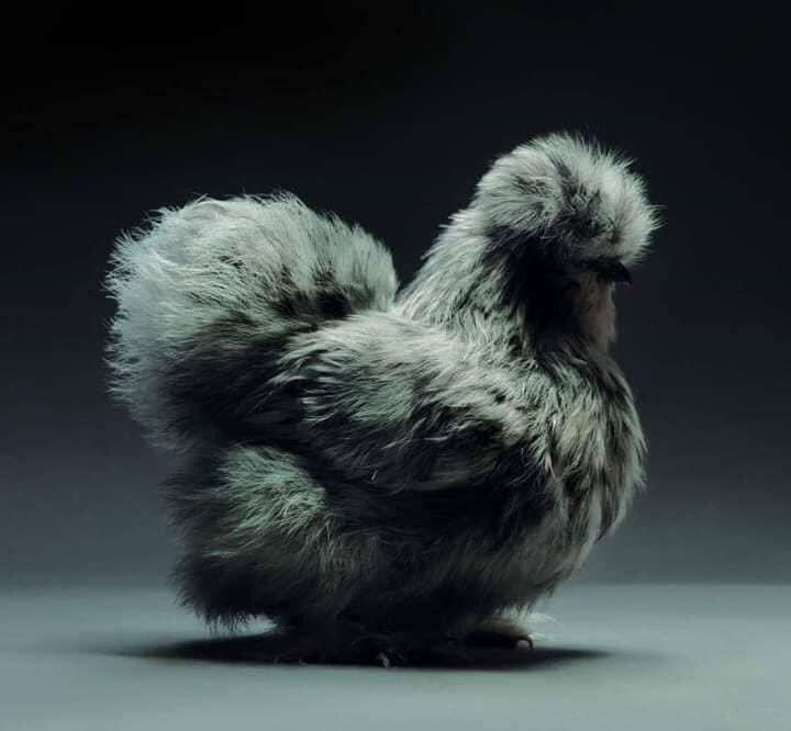Disebabkan bosan. Aku nak buat thread ayam tercantik kat dunia ni.