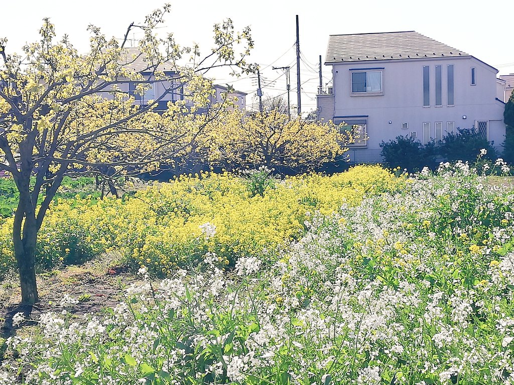 なぐ ちょっとお散歩してきたらもう菜の花が満開でした 白い菜の花がたくさん咲いてたんですが どうもこれは大根や白菜の花らしいですね なるほど