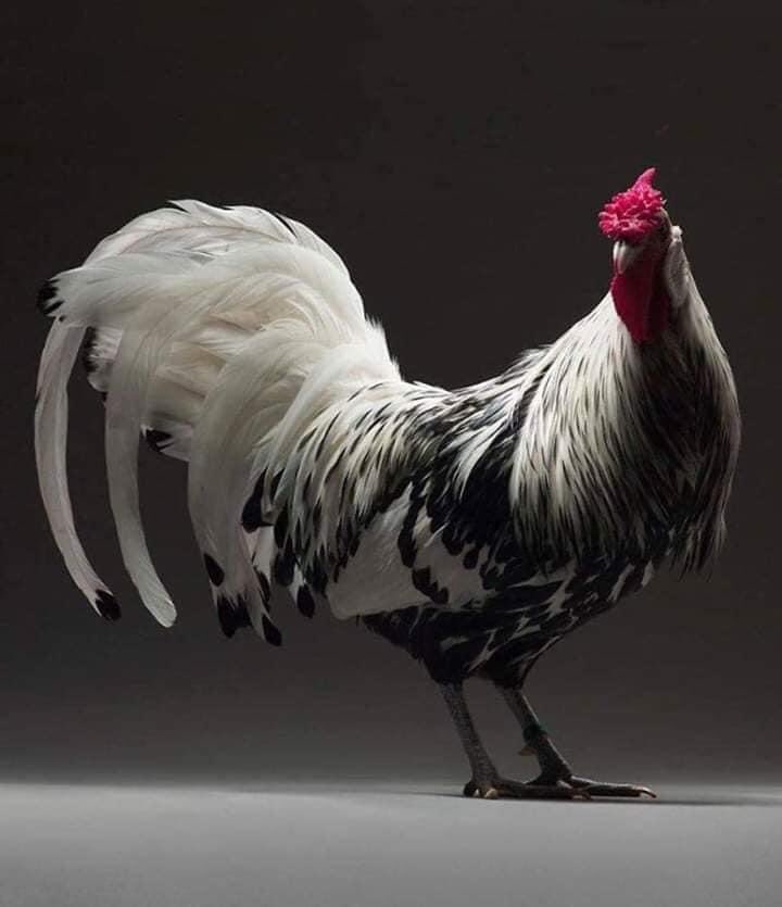 Disebabkan bosan. Aku nak buat thread ayam tercantik kat dunia ni.