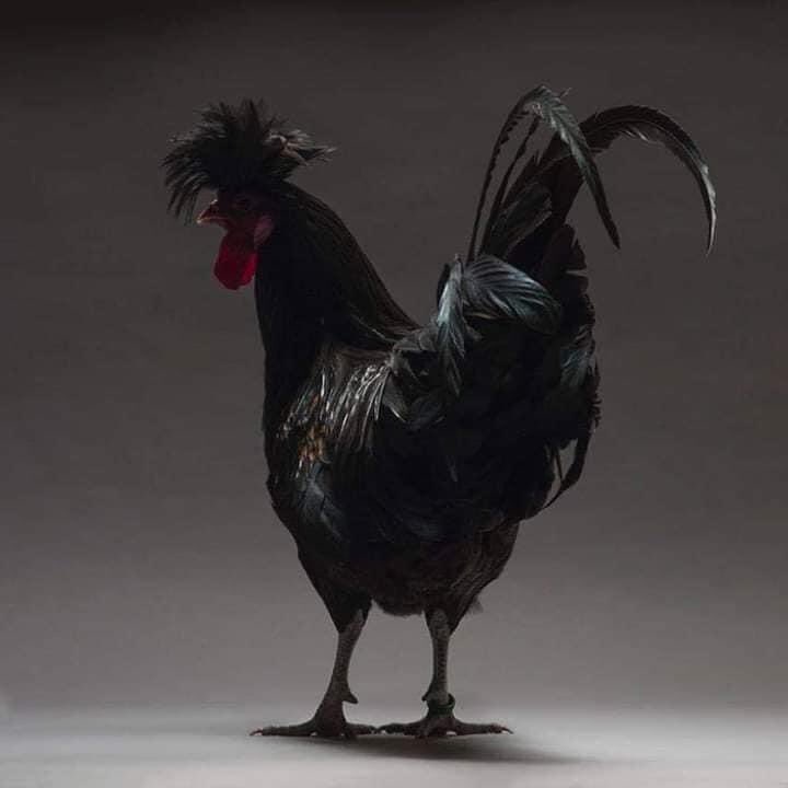 Disebabkan bosan. Aku nak buat thread ayam tercantik kat dunia ni.