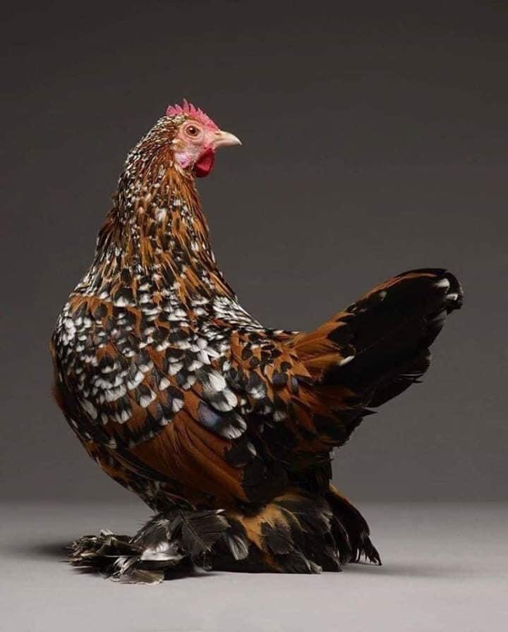 Disebabkan bosan. Aku nak buat thread ayam tercantik kat dunia ni.