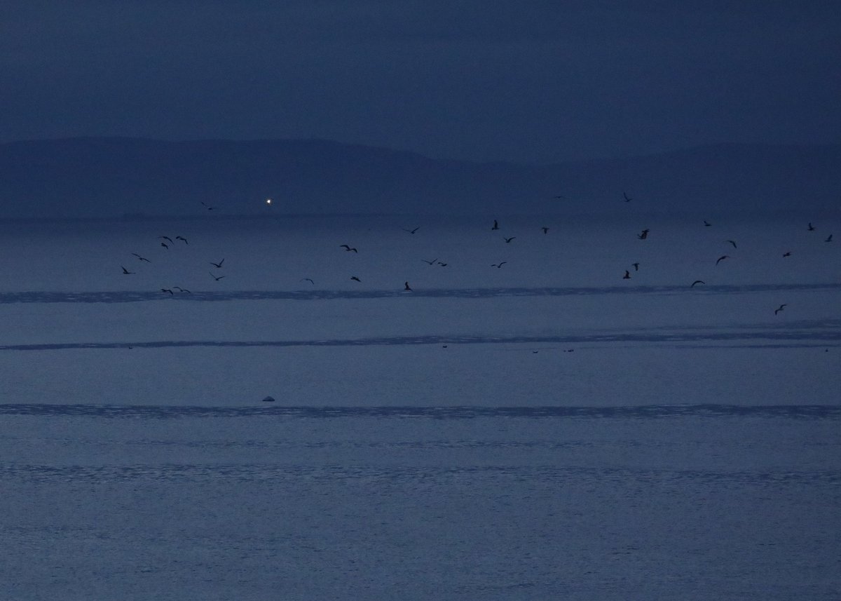 What goes up must come down. Within 3 minutes of take off this Chinese lantern flew over an area of Gorse heathland and landed in the sea. Fire averted but it's now marine debris. Seabirds were overhead within minutes. Don't launch balloons or lanterns. Stick to clapping!
