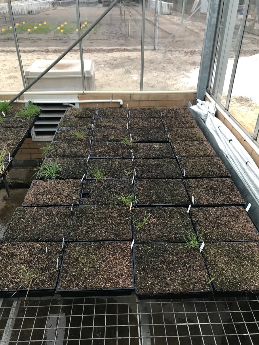 resistance_test's tweet photo. 3L Triagra (Triallate 500g/L) + 500mL Luximax (cinmethylin 375g/L) was the most effective mixture tested in 2019/20. Almost no survival across 100,000+ ryegrass seeds tested.  It would be very interesting to see the performance of this mix across field situations. https://t.co/IQ8Yn2aVgQ