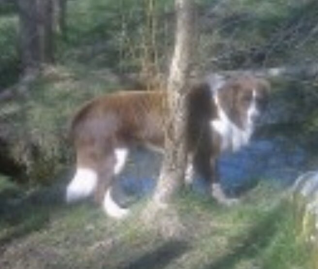 colliesontherun's tweet image. Loved and missed. Woody #Collie at home in the farm in #Ulpha, #BroughtoninFurness 13/4 am He's usually by my partners side throughout day/1minute he was there then gone from the farm in #Duddon Valley.2/very friendly.deep red/white long fur. If you no where he is please 📞