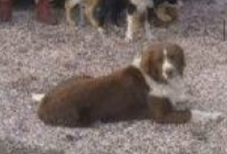 colliesontherun's tweet image. Loved and missed. Woody #Collie at home in the farm in #Ulpha, #BroughtoninFurness 13/4 am He's usually by my partners side throughout day/1minute he was there then gone from the farm in #Duddon Valley.2/very friendly.deep red/white long fur. If you no where he is please 📞