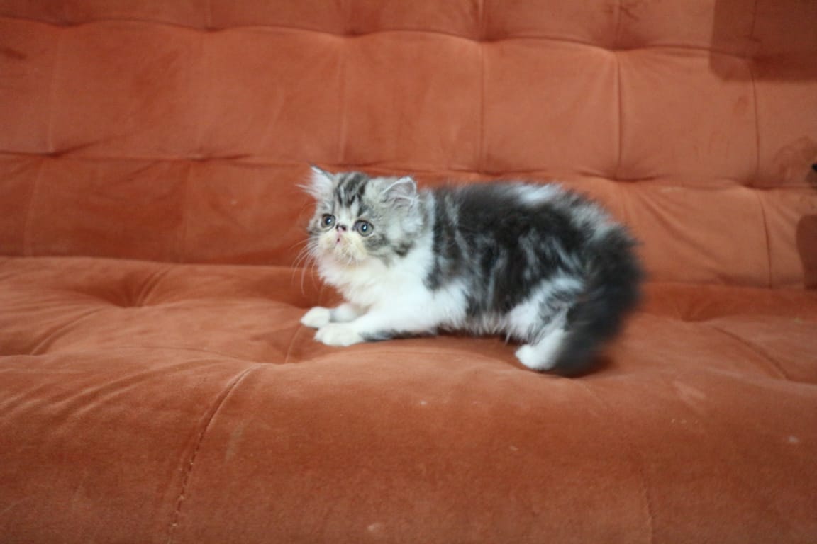 SEWA HT MURAH MALANG tweet media