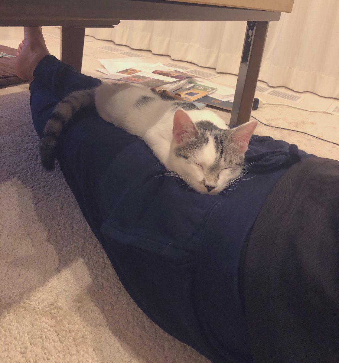 koo533's tweet photo. #とろねこチャレンジ 

ささみさん🐈 https://t.co/AzyM4PgOFN