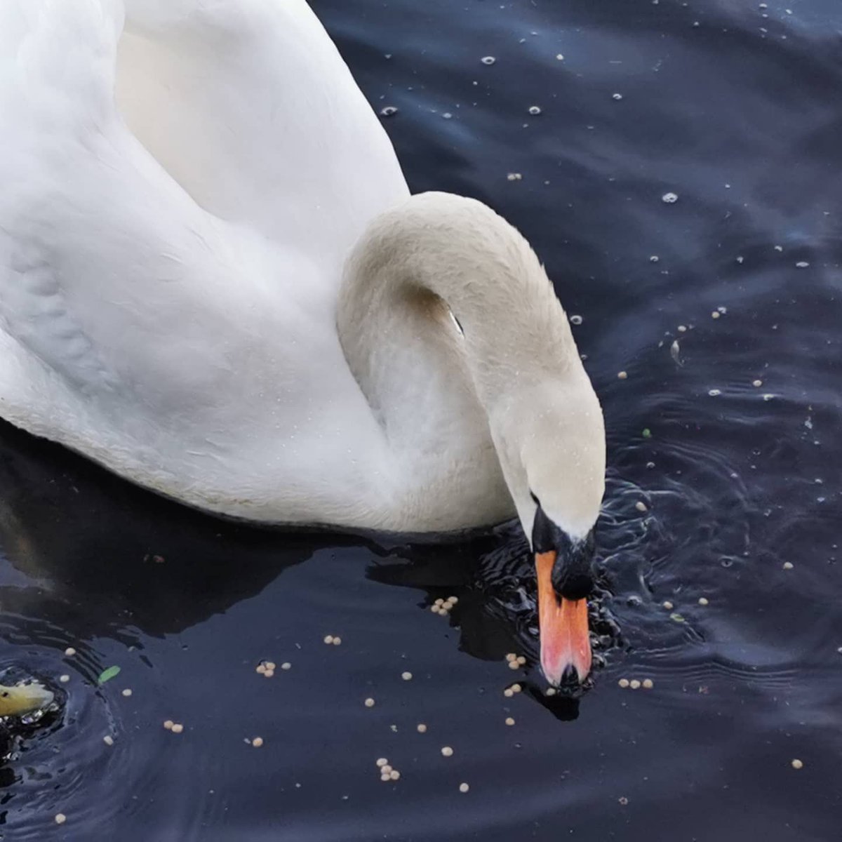 bigalsmith37's tweet photo. Tuesday treats #swanfriends @Swan_Rescue @runninglass https://t.co/jp2kweSBTD