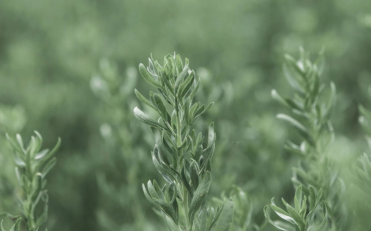.<a href="/Ingredion/">Ingredion</a> has agreed to acquire a controlling 75% stake in <a href="/purecircle/">PureCircle</a>, one of the world’s largest suppliers of the #stevia sweetener, for an undisclosed sum
foodbev.com/news/ingredion…