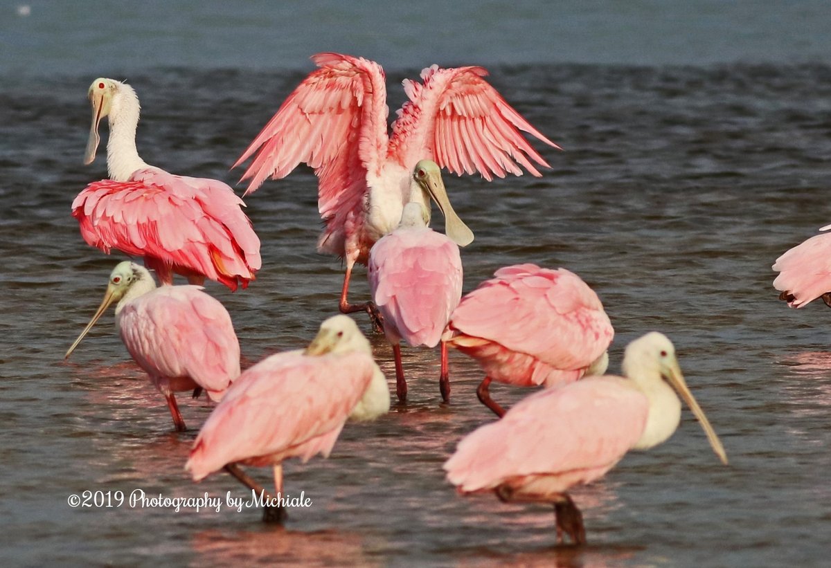 “We all have that one friend...”
#roseatespoonbills #spoonbills #birds #birdwatching #nature #naturelovers #wildlife #swfl #lovefl #sanibel #naturephotography #florida #dingdarlingwildliferefuge <a href="/DingDarlingWS/">Ding Darling Wildlife Society</a> @FtMyersSanibel