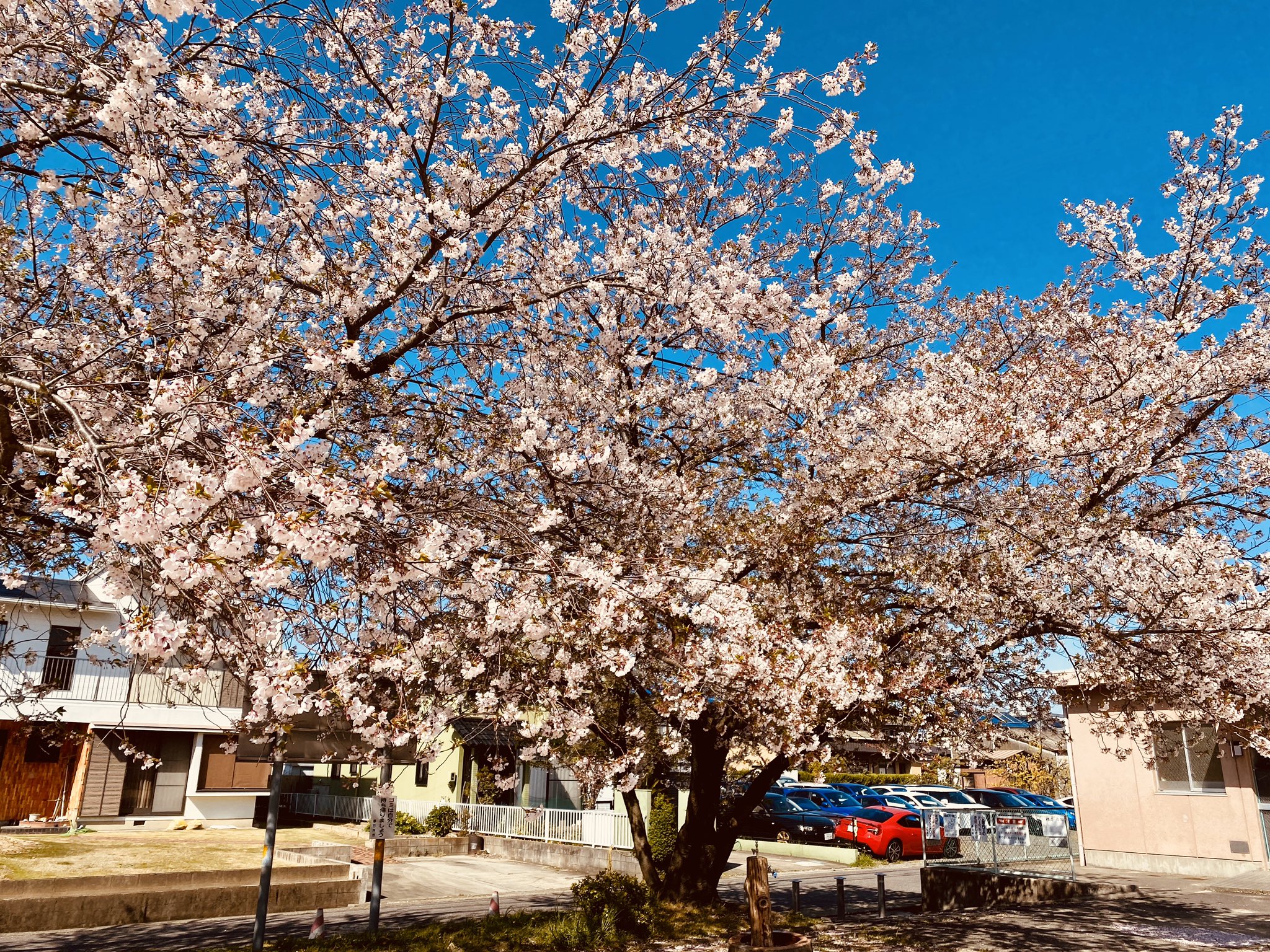 Eccジュニア春日井美濃町 託児ルームぴよぴよ 春日井 英語 一時預かり 桜吹雪 春日井 稲口公園 稲口町 美濃町 如意申町 T Co Rychb2r5jc Twitter