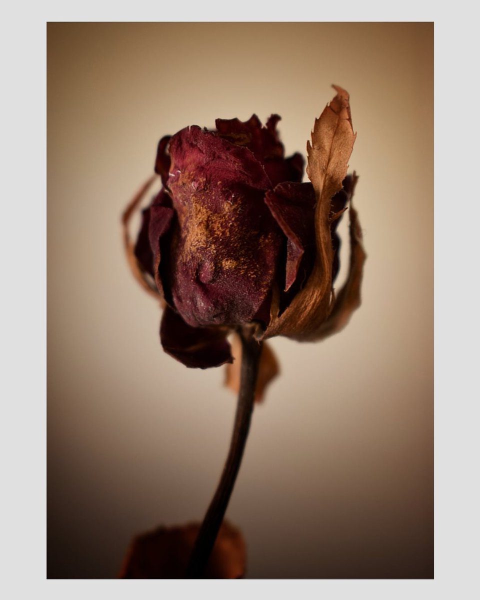 justanalien_'s tweet photo. This photo I took reminds me of two things. Hadestown the Broadway musical. And a song called Between The Roses. What does it make you think of? https://t.co/yhvUTF0N1i