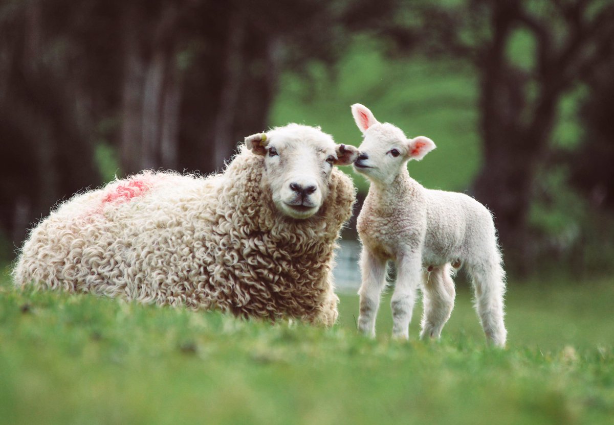 New life 🌱 

#lambing #sheep #farming #devon #dartmoor #lambing2020 #lambingseason #lambs