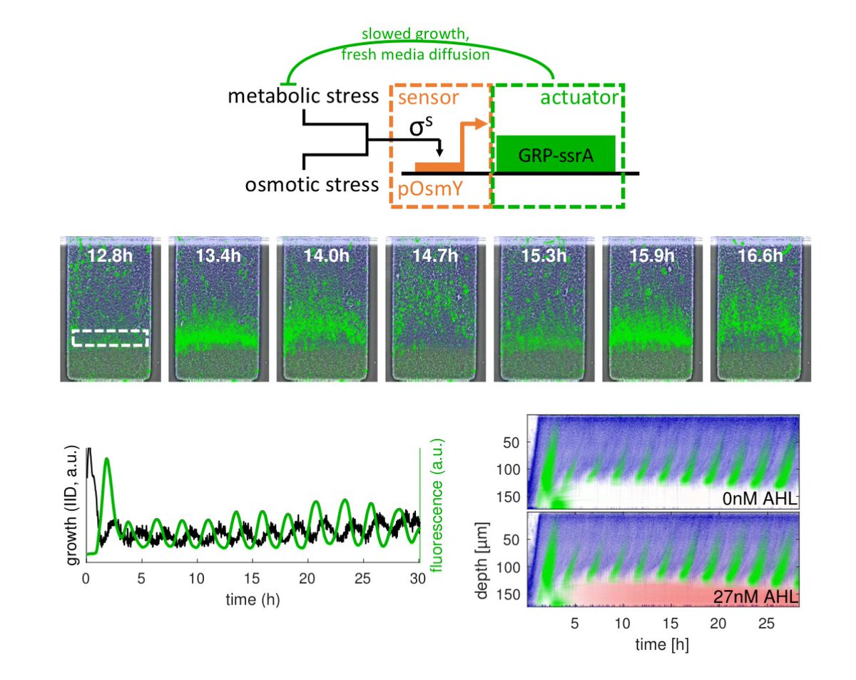 BittihnGroup's tweet photo. My last big postdoc paper combining #synbio &amp; #physics to control self-organization of bacterial colonies in space &amp; time is finally out @NatureMicrobiol. Many thanks to my amazing co-authors @ADidovyk, @LevTsimring &amp; Jeff Hasty, &amp; everyone @UCSD_BDL. Details will follow shortly. https://t.co/KeTng4oEmb