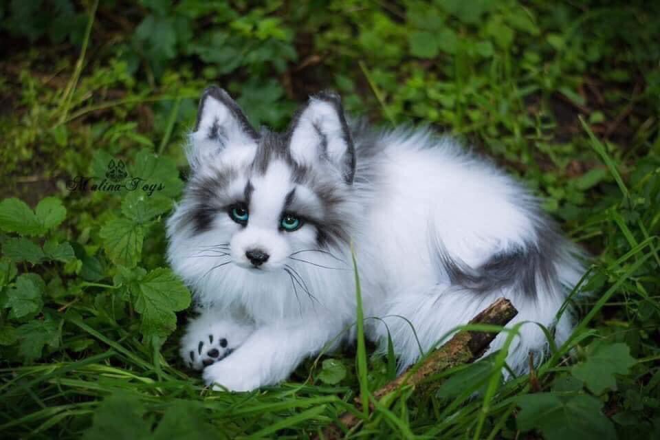 Ini adalah Canadian marble fox
Ini bukan anjing husky tapi dia baka   kucing
Credit: cat story pet shop