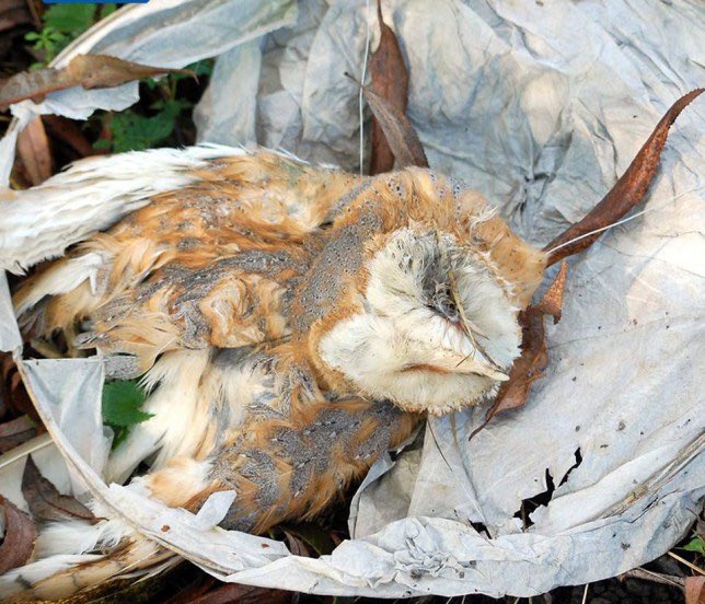 Dr_Dan_1's tweet image. If you’re thinking about releasing #SkyLanterns, look at this photo. Then consider if you want to be responsible for setting fires, putting lives in danger, killing wildlife, damaging property. #ClapForTheNHS #ClapForCarers #ClapForKeyWorkers x Pls DON’T release #FlamingLitter