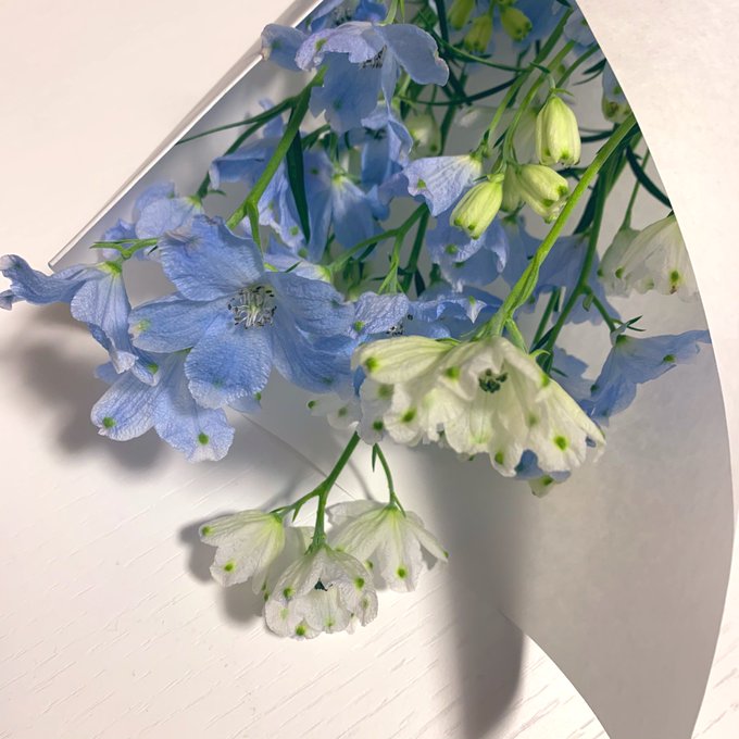 花の名前のtwitterイラスト検索結果 古い順