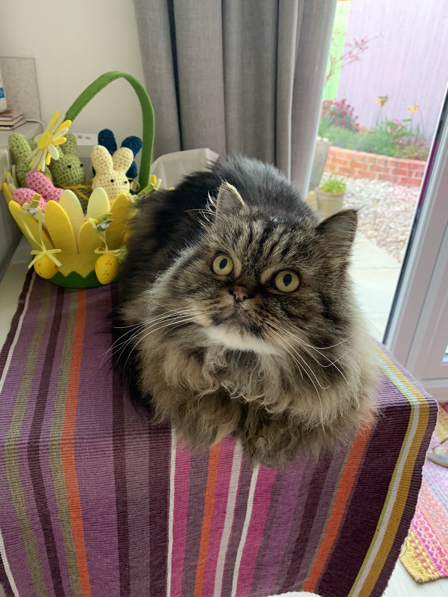 It’s #tunatuesday but the bank holiday got me all confused and I baked a loaf for #kittyloafmonday  😹😻 <a href="/Cleo_sMommy/">Greta & Gabby & Cleo 🌈 3-24-2021 - & Jane</a> @Tonithecat32 <a href="/nesjloch/">Kiki & Lily 🇺🇦 RIP Dwight😿</a> <a href="/Joeybird/">🌸Clare🌼</a> <a href="/BloomNight2/">Kira 🌻🌻🌻</a> <a href="/Betty_Boo_Kat/">Prince Toby & Princess Betty #OTRB</a>