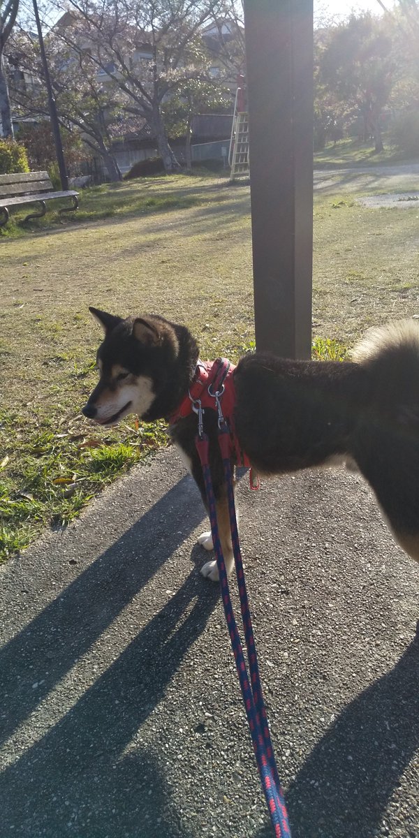 桜チャッピー 人生は 辛い事が 多い 悲しい事が 多い 余り 心の底から 笑う事は 無い 涙を流す事が 多い せめて 動物達のため 残りの人生を頑張らず 生きて 行きたい