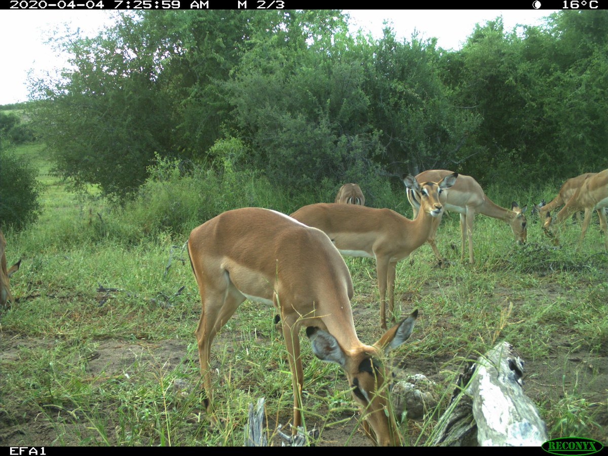 E4Africa's tweet photo. Impalas can be found around camp throughout the year, but since the beginning of the rainy season we see them in much larger groups. They are mainly breeding herds with one dominant male whose rutting calls are unmistakable. #LifeInPictures #EfAcampLife https://t.co/4dZ8h2wByk