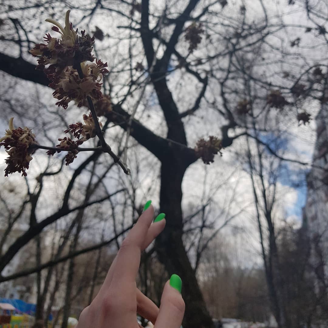 🌿На улице красота, почки уже раскрылись🌿