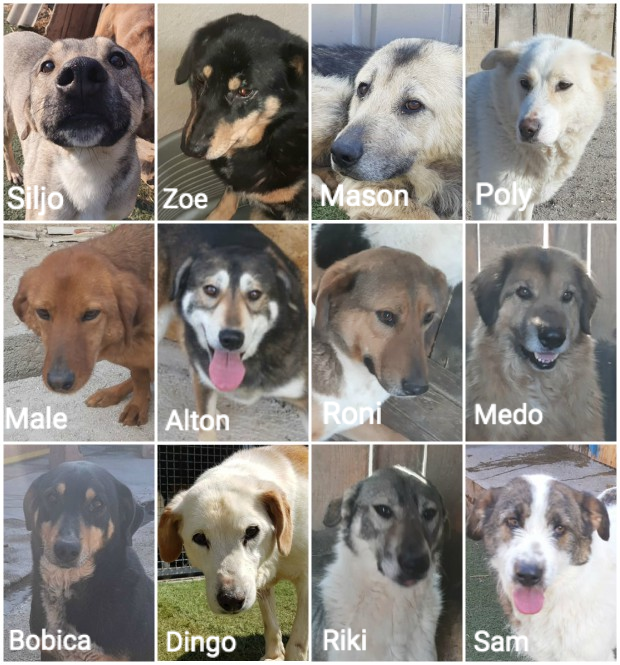 Cat_Kapow's tweet photo. ๐ง๐ฆ #bosnian dogs need #Help ๐๐๐ฟ๐ญ
Times are tough. Can you help raise a truck full of kibble for 88 #dogs at Maya Shelter in #Bosnia ๐ถ๐Please #CLICK for free #WebAction or if you can #donate a few kg of kibble ๐ฅฃ#KindnessMatters #dogsoftwitter
โถ๏ธhttps://t.co/TywZRqWduc https://t.co/1fLTakIWnx