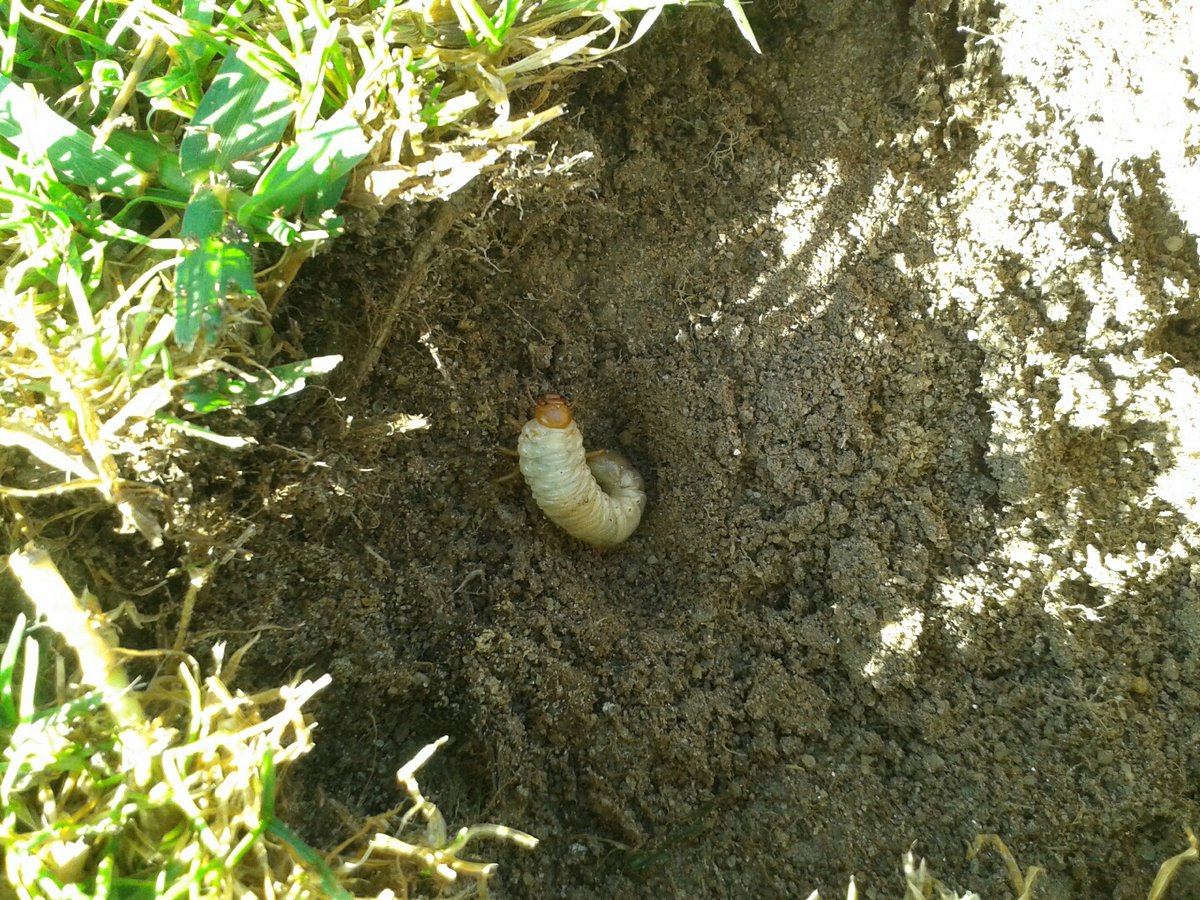 Koppert_France's tweet photo. Tipules et hannetons en gazon : l'heure est venue de traiter les 1er stades larvaires avec les nématodes auxiliaires SPORTNEM de @Koppert_France, pour éviter les dégâts sur pelouses et greens. #biocontrole #gazon. Plus d'infos et tutoriel vidéo : https://t.co/VGuVSXJijm https://t.co/p97MKhoUCk