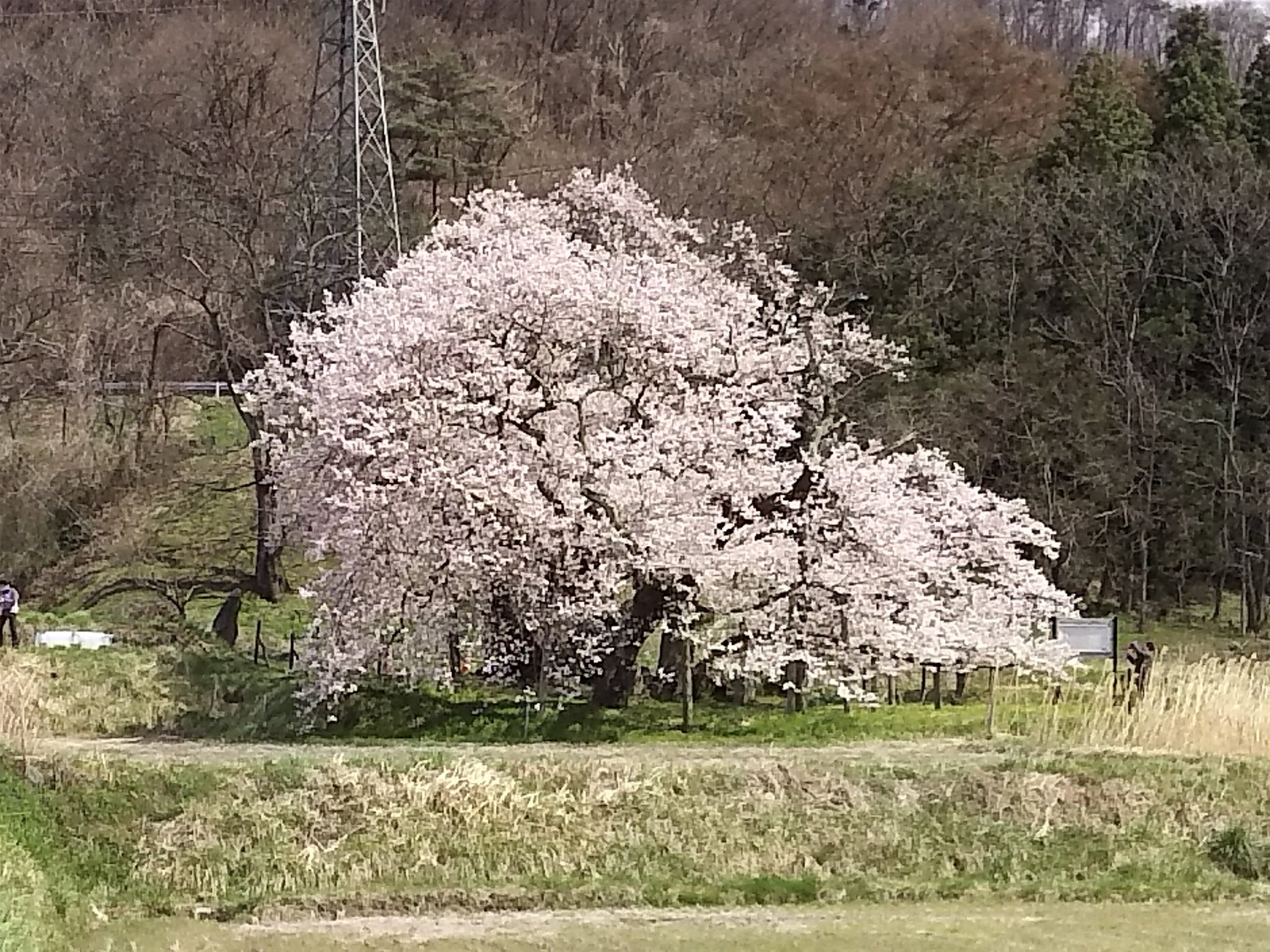 会津ファンクラブ 今日ご紹介するのは 石部桜 樹齢650年と言われているエドヒガンサクラの古木です 大河ドラマ 八重の桜 で一躍有名になりました どうぞ写真でお楽しみください 今回は赤べこさんのお供に小法師さんもお連れしました 石部桜