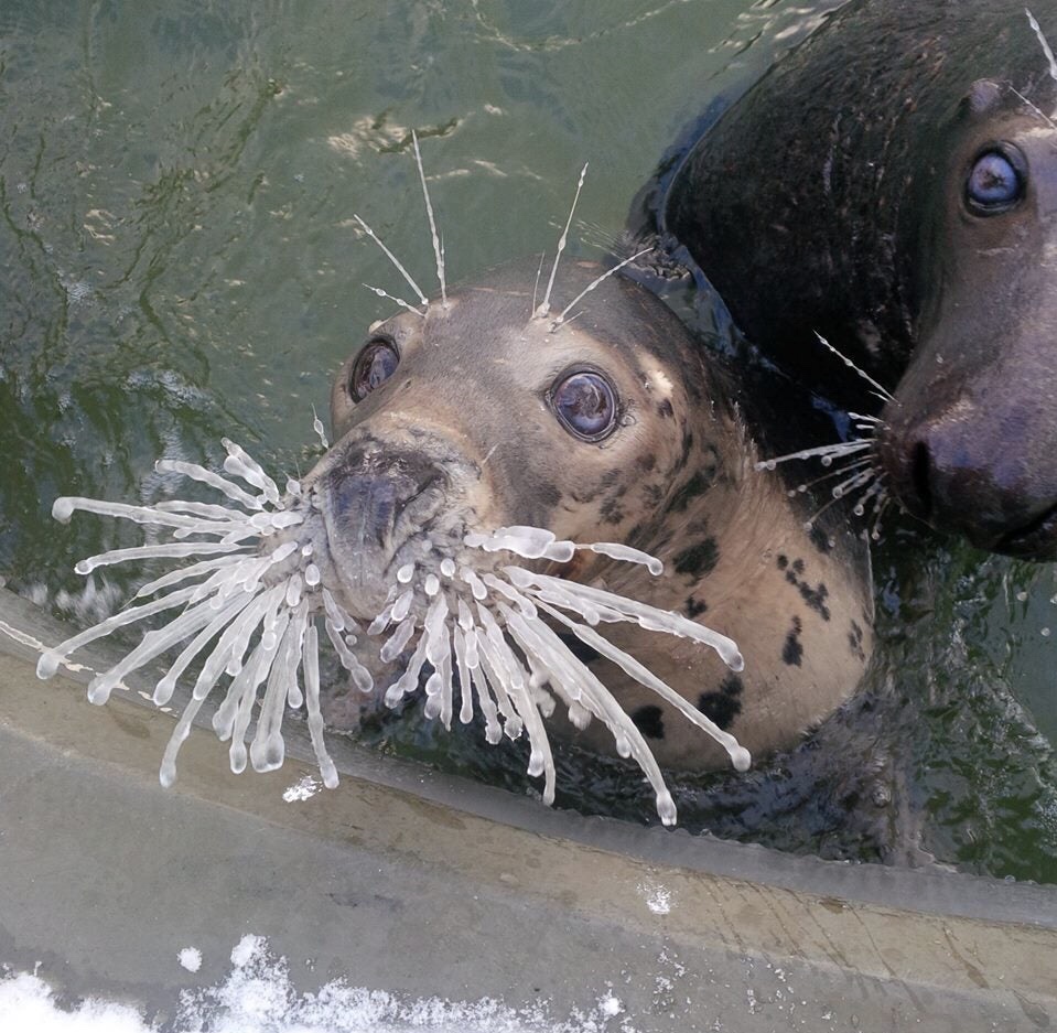 KnowExisted's tweet photo. This seal’s whiskers at -14 degrees Fahrenheit 

(✎ by redditor unnaturalorder) 

See more wonders of the #cosmos at https://t.co/I3e7ywffIp https://t.co/3NK5bpQ99b