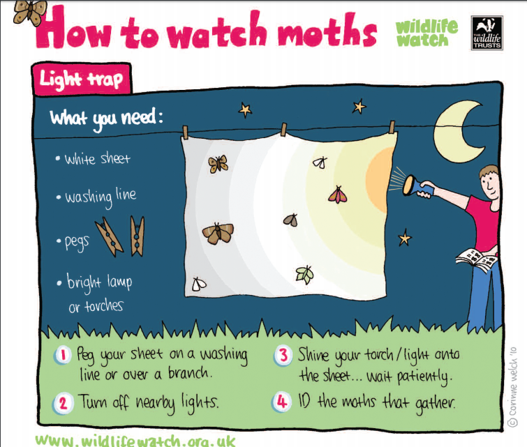 DevonWildlife's tweet photo. On warm and calm evenings it is perfect for a spot of moth watching, if you are lucky enough to have a garden why not have a go at this - bring a camera and take pictures of all the different types of moths that you find! #dailydoseofnature #ActionForInsects #Homeschooling2020 https://t.co/BqK73VvrHG