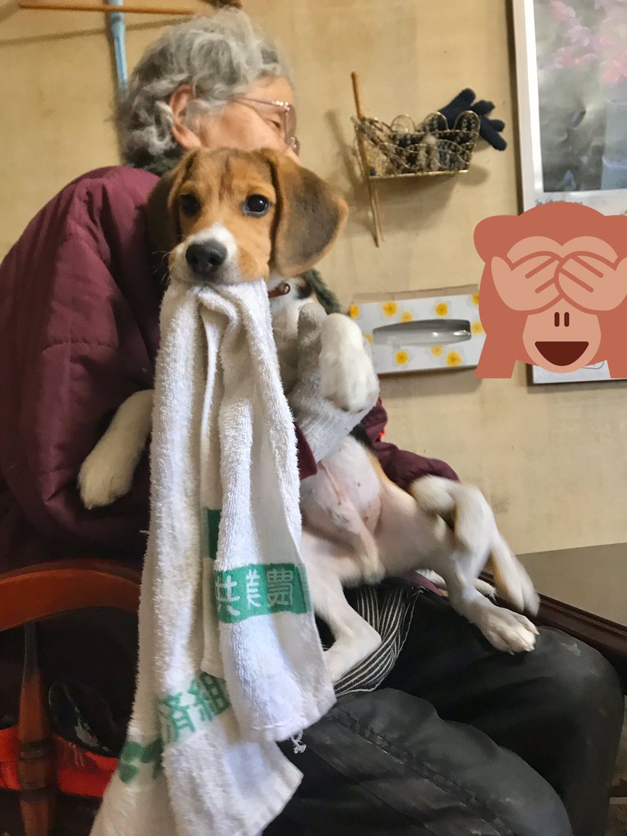 おばあちゃんと犬 Twitter Search おばあちゃんと犬 Twitter Search