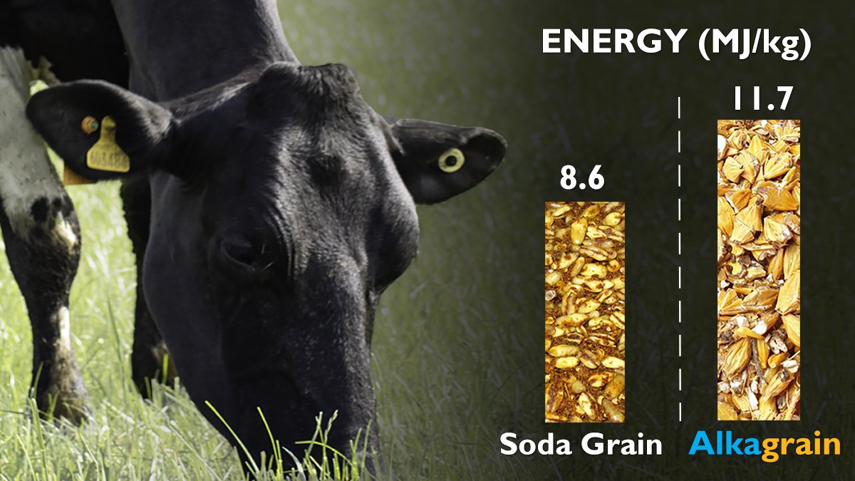 homendry_alka's tweet photo. On the as-fed fresh weight basis, Alkagrain delivers around 36% more energy than the same weight of Soda Grain. https://t.co/hDhGSTHAtI