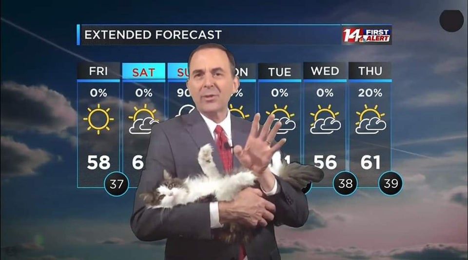 9GAG's tweet photo. weathermeow works from home. https://t.co/ob1uEzXxxC