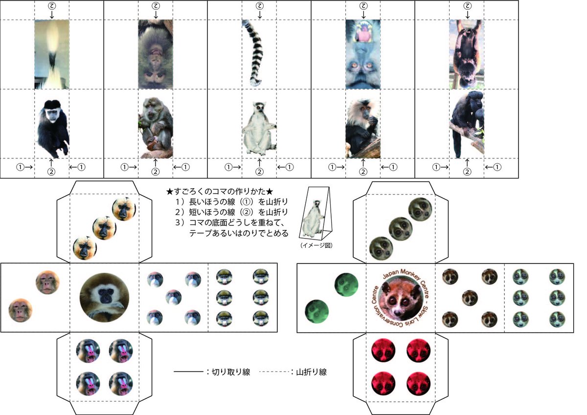 日本モンキーセンター 公式 おうちどうぶつえん に スローロリスゴロク が新登場 たまにはアナログな遊びもいかがでしょうか サイコロとコマもぜひ手作りしてみてください T T Co Zg5qy9ut7k おうちミュージアム スローロリス