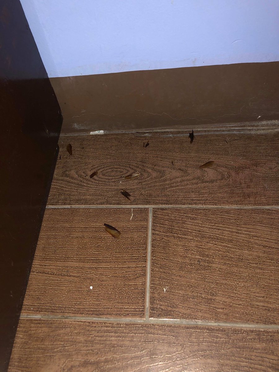 An OFW-seafarer has reached out to ABS-CBN News to complain about "filthy and unhygienic" conditions in a Quezon City hotel where they are on quarantine for 2 weeks. LOOK: Cockroach inside the hotel room, garbage on top of window-type aircon units