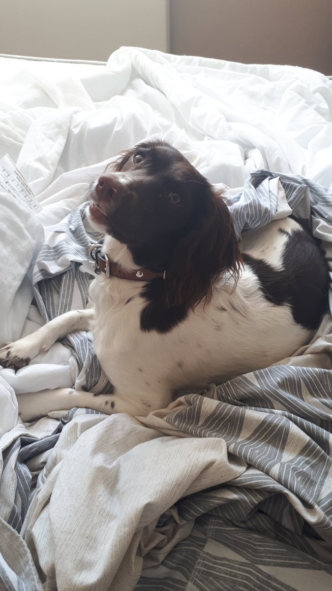 jacoblambs's tweet photo. Had a little 'help' stripping the bed this morning 🐕😏😂 https://t.co/BpvBtalKDk