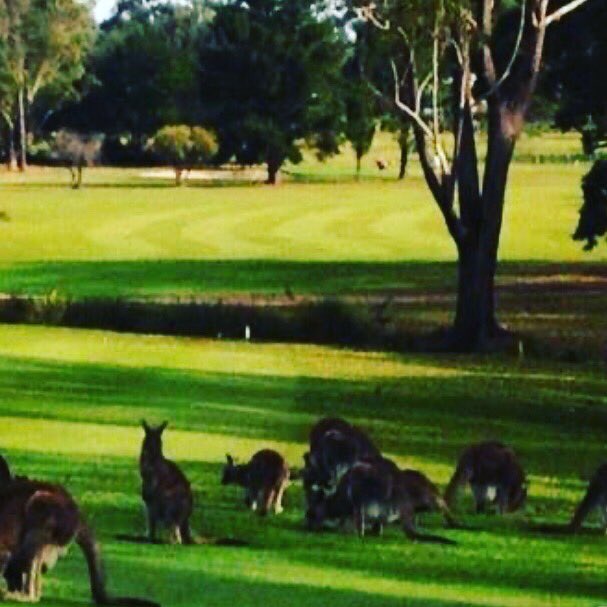 hook_gc's tweet photo. Callala Golf Club
Callala, NSW, Australia π¦πΊ
#golf #golfnsw #callala #nsw #clubcallala #hooksandskullsgc #golfaustralia @GolfAust @GolfAustMag https://t.co/DhXd0oBW4U