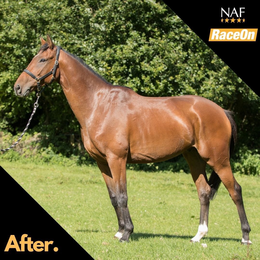 k_woollacott's tweet photo. #transformationtuesday goes to Nickelsonthedime who we’ve had for just over 12 months. Two time p2p winner this season. #RaceOnNAF @nafuk 🖤💛 and #fedontopspec @TopSpec2 #ulsakind #racingbalancer 💛💚 https://t.co/7EWEmI0Kec