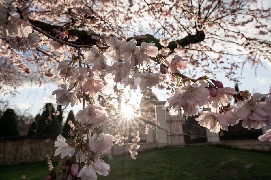 Dromen mag nog steeds! Op de site van @visitbawu vind je inspiratie voor toekomstige trips. 360 graden virtuele tours, 3Dmodellen van grotten en lokale recepten zoals die voor een echte Schwarzwalder kersentaart. #dreamnowvisitlater
tourism-bw.com/dream-now-visi…