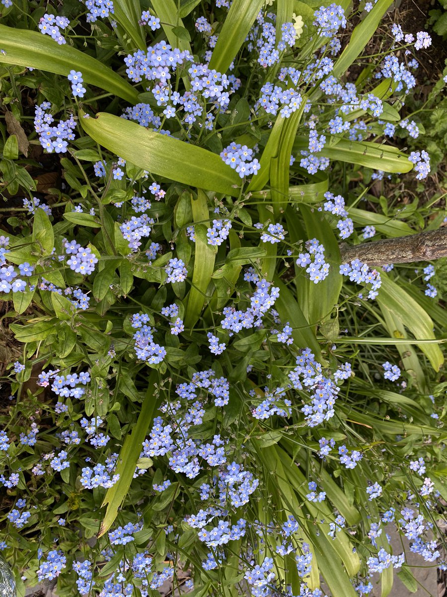  #ForgetMeNots Some of the sweetest of spring flowers. They self-seed like mad so just keep an eye on them as they can turn into thugs. Just rip out those that are getting too brutish. 5/