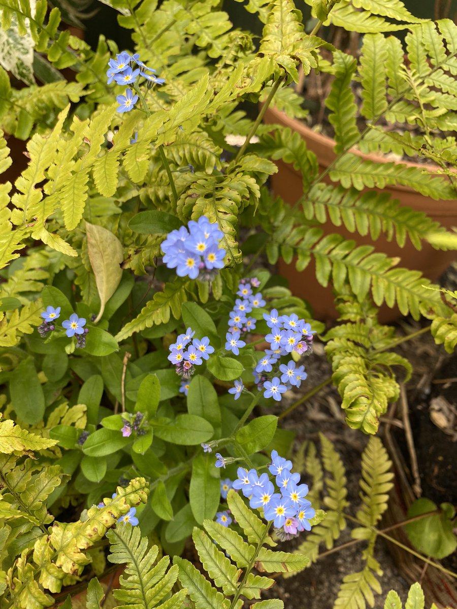  #ForgetMeNots Some of the sweetest of spring flowers. They self-seed like mad so just keep an eye on them as they can turn into thugs. Just rip out those that are getting too brutish. 5/