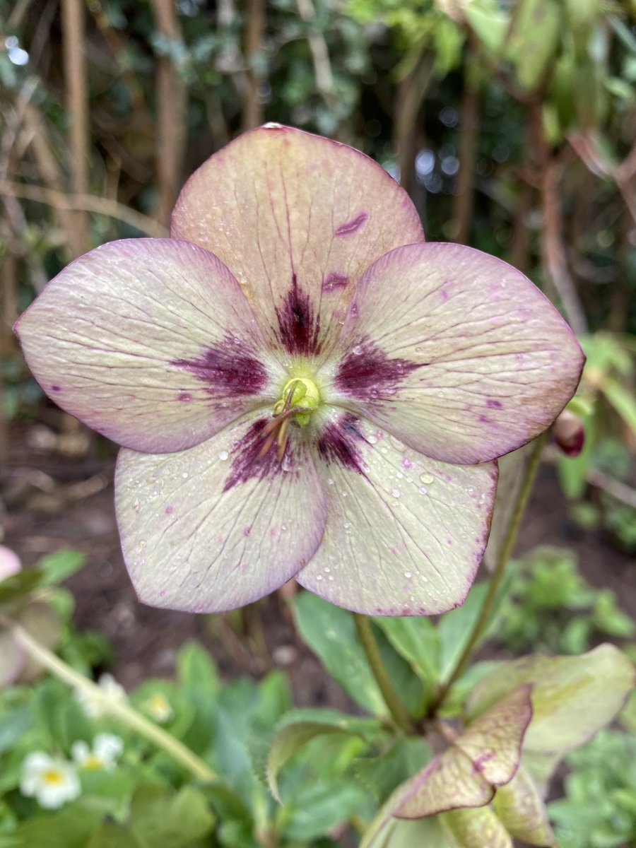 Then I’d put in lots of  #Spring interest. Here are a few of my favourites.  #TakeYourPick First off,  #Hellebores. Some of the earliest flowers to bloom and seriously beautiful. Go on for months too. 4/