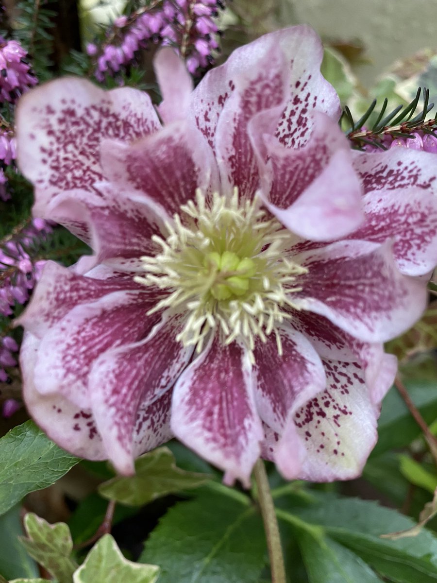 Then I’d put in lots of  #Spring interest. Here are a few of my favourites.  #TakeYourPick First off,  #Hellebores. Some of the earliest flowers to bloom and seriously beautiful. Go on for months too. 4/