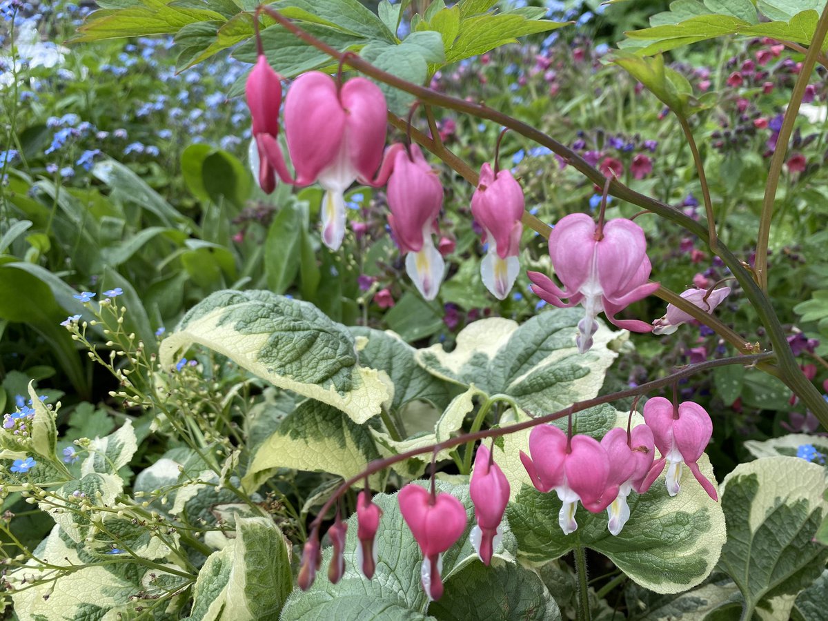  #Dicentra or  #BleedingHeart Gorgeous pendulus pink and cream droplets with delightful feathery foliage, often a lovely limey, pale green. Look beautiful alongside... 6/